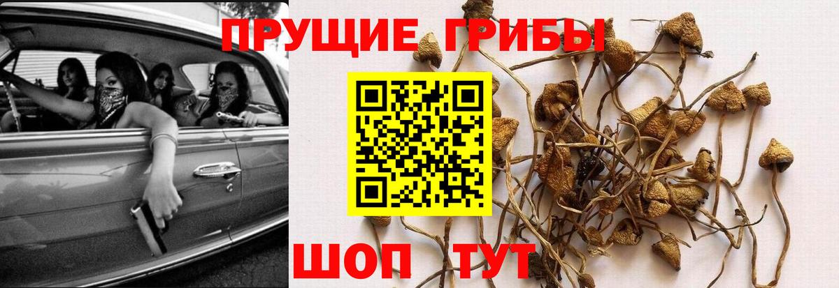 Галлюциногенные грибы Cubensis  Псилоцибиновые грибы мицелий  Нефтеюганск  Вход с VPN 